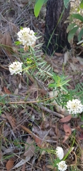 Pimelea linifolia