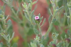 Streptoglossa bubakii