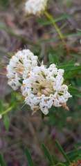 Pimelea linifolia