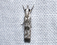 Microcrambus minor