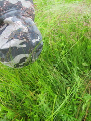 Agrostis vinealis trinii