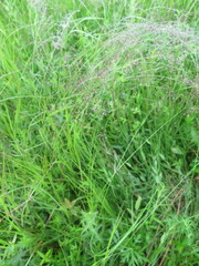 Agrostis vinealis trinii