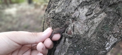 Anolis gaigei
