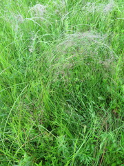 Agrostis vinealis trinii
