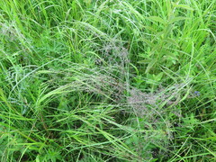 Agrostis vinealis trinii