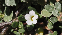 Calibrachoa parviflora