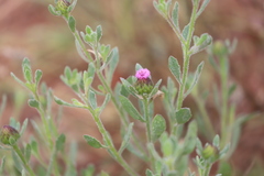 Streptoglossa bubakii