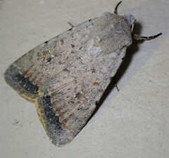 Caradrina montana
