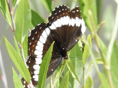 Limenitis weidemeyerii
