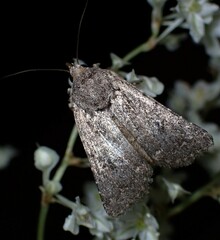 Protorthodes