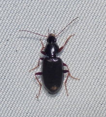 Carabidae