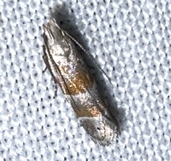 Battaristis vittella