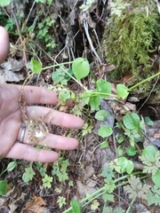 Claytonia