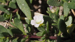 Calibrachoa parviflora