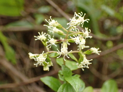 Ophryosporus