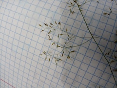 Agrostis vinealis trinii
