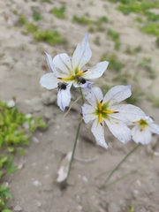 Leucocoryne appendiculata