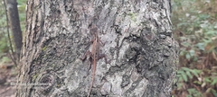 Anolis gaigei