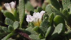 Calibrachoa parviflora
