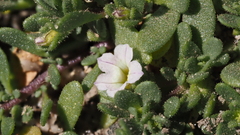 Calibrachoa parviflora