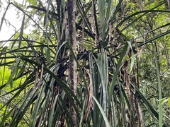 Pandanaceae