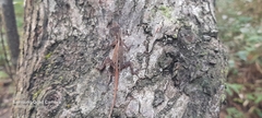 Anolis gaigei