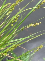 Carex spicata