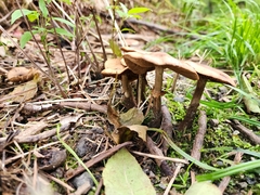 Armillaria