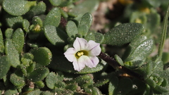 Calibrachoa parviflora
