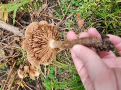 Armillaria