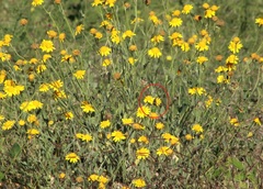 Acmaeodera disjuncta