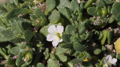 Calibrachoa parviflora
