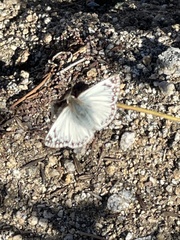 Heliopetes ericetorum