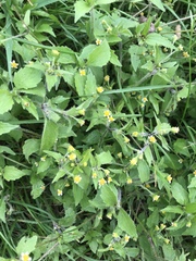 Galinsoga quadriradiata