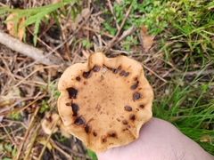 Armillaria