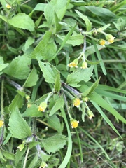 Galinsoga quadriradiata