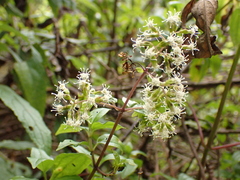 Ophryosporus