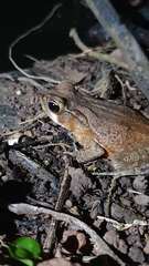 Rhinella ornata