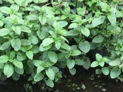 Scrophularia auriculata