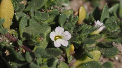 Calibrachoa parviflora