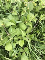 Galinsoga quadriradiata