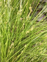 Carex remota