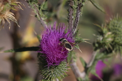Megachile perihirta