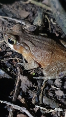Rhinella ornata