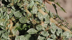 Calibrachoa parviflora