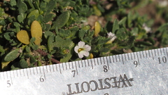 Calibrachoa parviflora