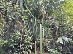 Pandanaceae