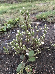 Symphyotrichum ciliatum