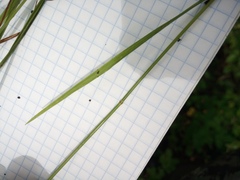 Agrostis vinealis trinii