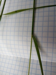 Agrostis vinealis trinii